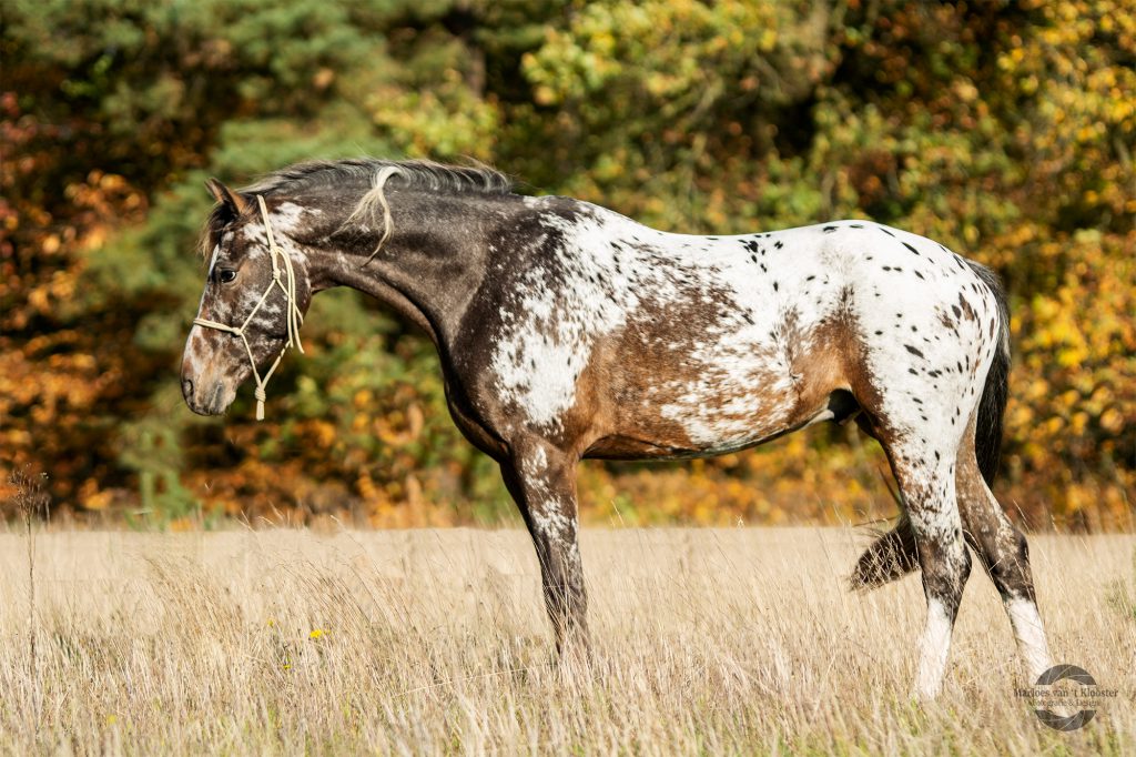 Paarden